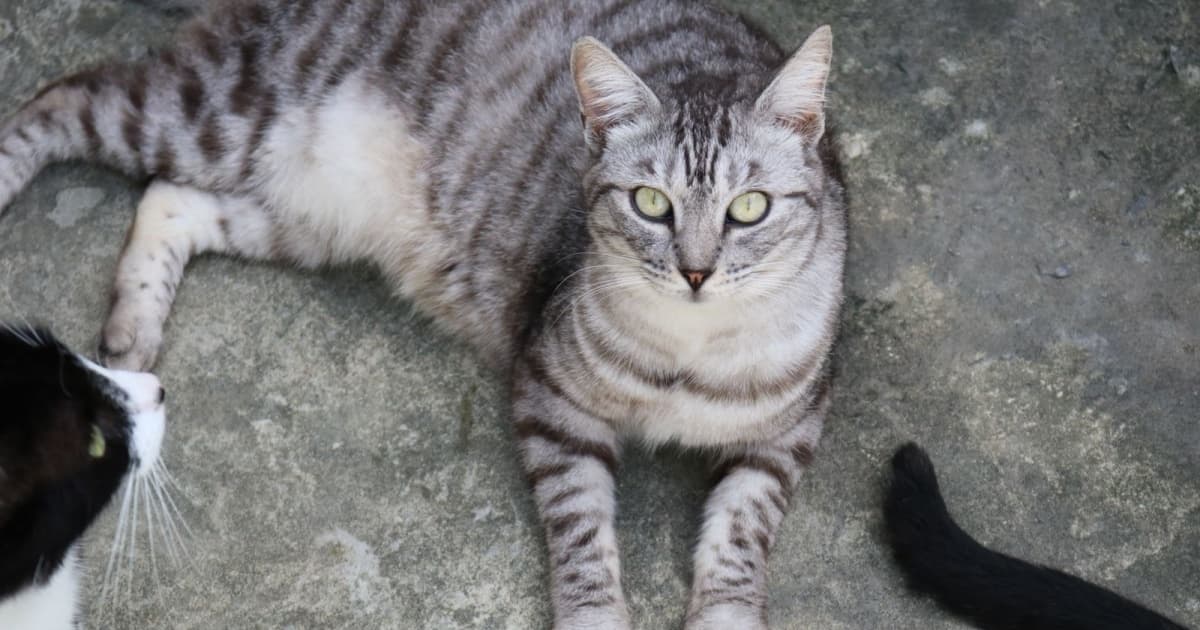 MP-BA pede a retirada de gatos em situação de risco em vias públicas de Salvador