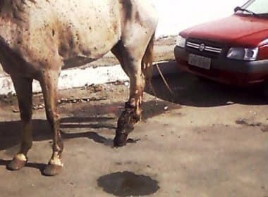 Cavalo ferido sensibiliza população em Pernambués; Transalvador diz não ter equipamentos para a retirada do animal