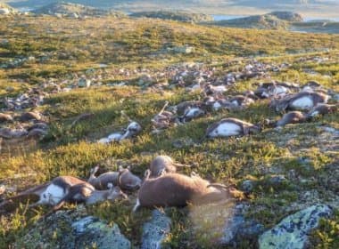 Raio mata mais de 300 renas durante tempestade na Noruega
