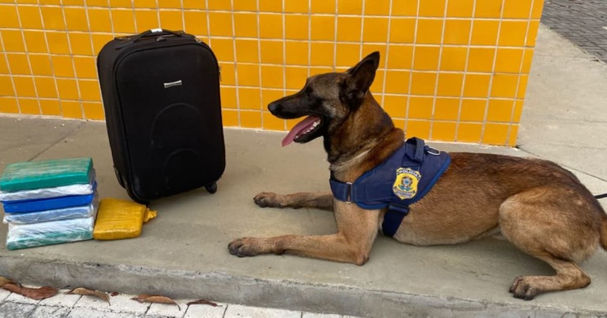Com ajuda de cão farejador, PRF apreende quase 3 kg de maconha dentro da mochila de passageiro, em Vitória da Conquista