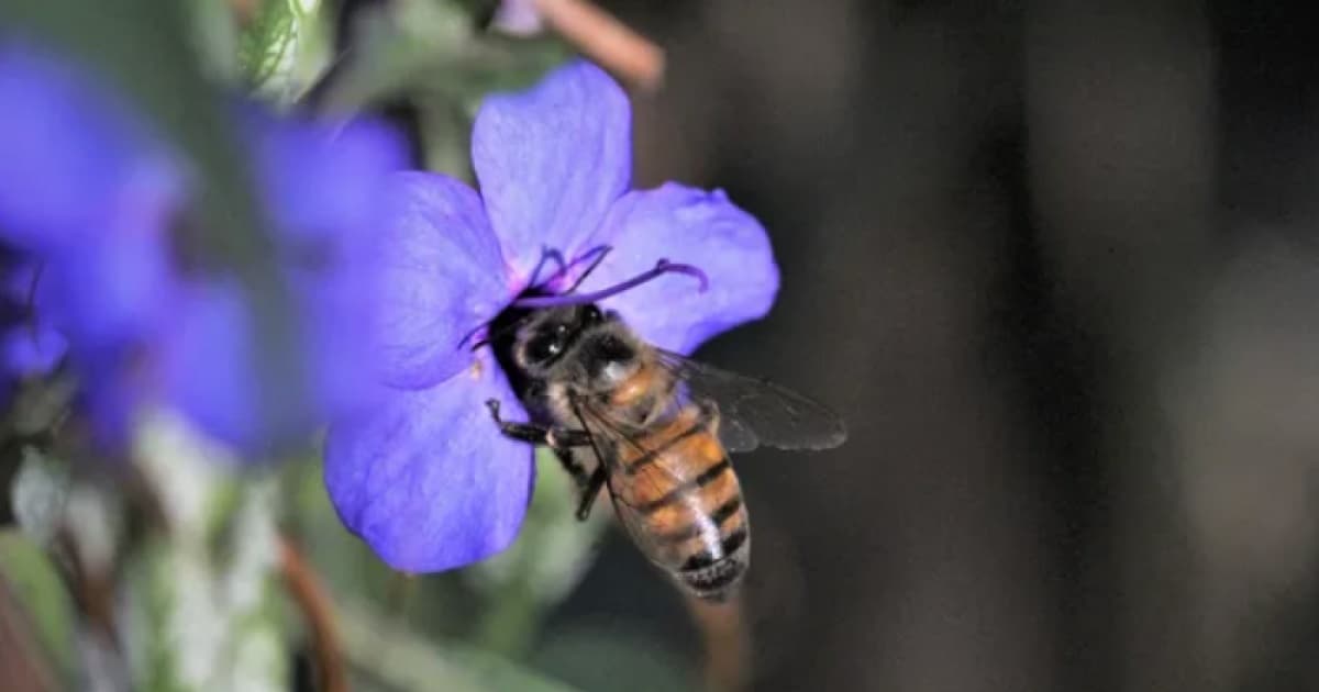 Ataque de abelhas em casa de repouso deixa 1 morto e 12 feridos