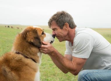 ‘Quatro Vidas de Um Cachorro’ tem pré-estreia cancelada após vídeo de maus-tratos a cão