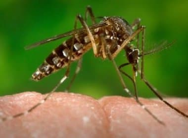 Ceará é o 2º Estado a pedir ajuda do governo federal para combater o zika vírus