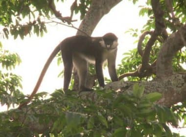 Zika é detectado em macacos no Ceará