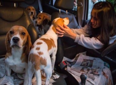 Dois beagles resgatados do Instituto Royal são encontrados abandonados