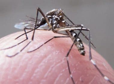 Bill Gates destina US$ 18 milhões para pesquisas de combate ao Aedes aegypti