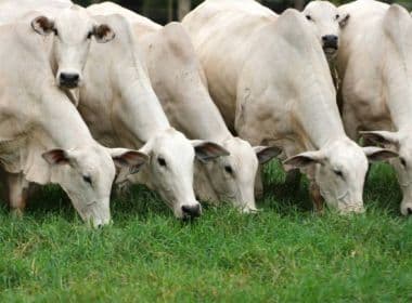 Juiz suspende liminarmente exportação de gado vivo em todo o País