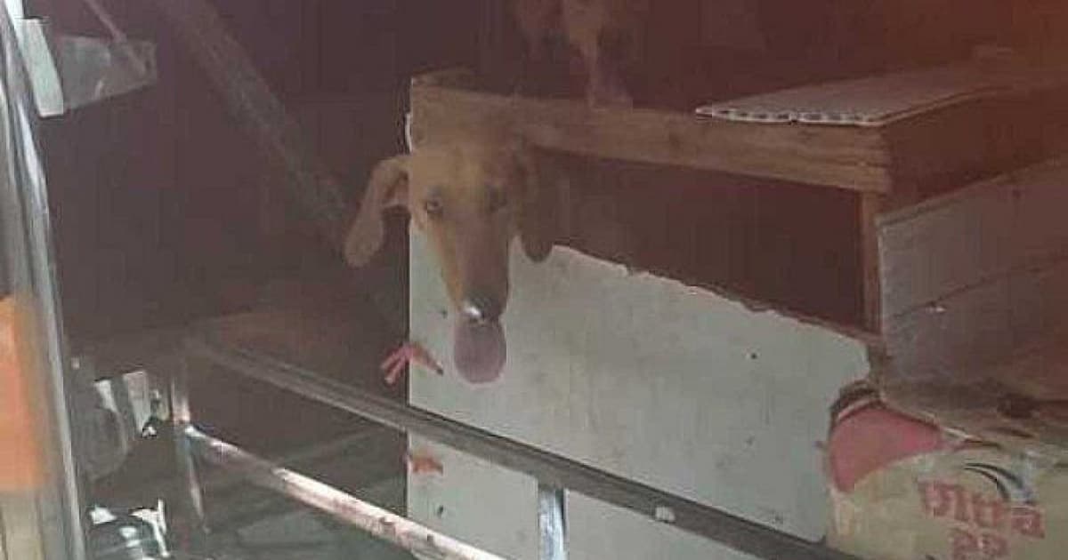 PRF resgata seis cachorros que viajavam em bagageiro de ônibus em Goiás