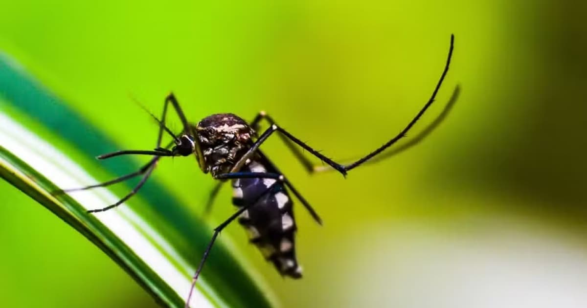 SP chega a 587 mortos por dengue e mais de 920 mil casos confirmados