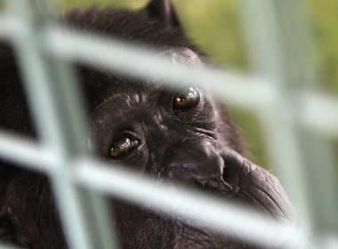 Justiça reconhece direitos humanos de dois chimpanzés por um dia e concede HC
