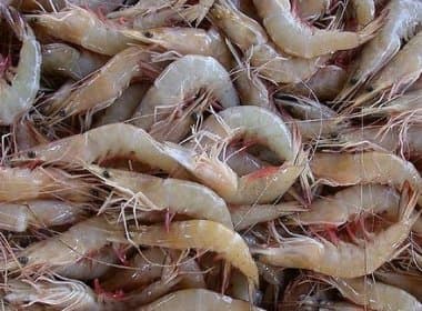 DPU-BA quer que INSS garanta pagamento de seguro a pescadores de camarão