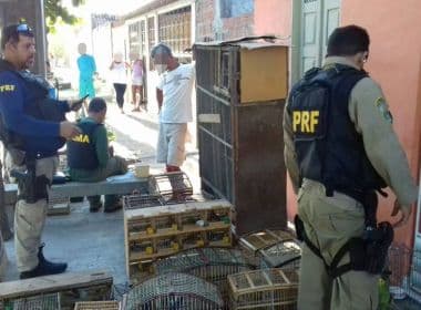 Itaberaba: Operação resgata 51 animais silvestres e apreende 370 sacos de carvão