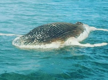 Porto Seguro: Filhote de baleia é encontrado morto em praia movimentada
