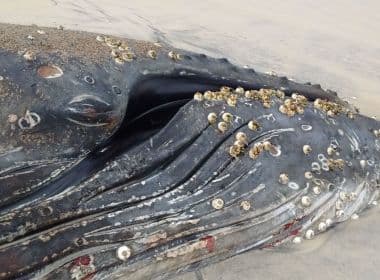 Sexta baleia é encontrada morta no Sul baiano; veterinário estima novos casos
