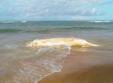 Camaçari: Oitava baleia Jubarte é achada morta em litoral baiano