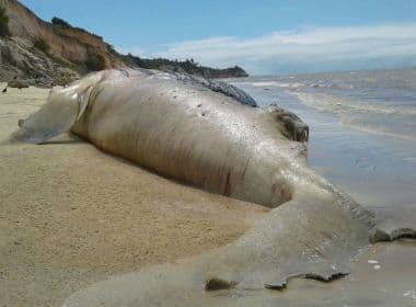 Prado: Jubarte grávida é encontrada morta em praia 