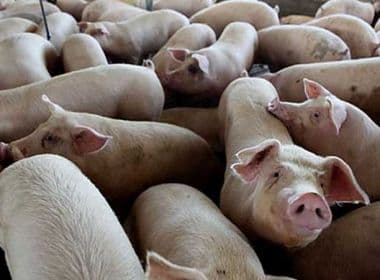 Deu porco: Bahia tem aumento de 17,9% no 2º trimestre em abate de suínos