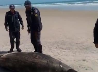 Ilhéus: Baleia jubarte com 3 metros é encontrada morta 