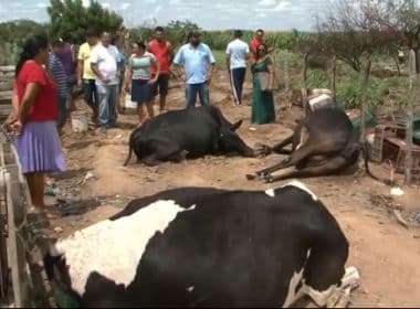Juazeiro: Polícia apura morte de 9 vacas em fazenda; suspeita é de envenenamento