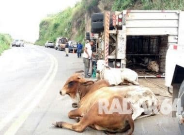 Itapebi: Caminhão tomba e deixa 6 bois mortos após acidente na BR-101