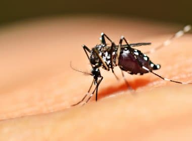 Para coordenadora, dengue é um dos principais problemas de saúde pública da Bahia