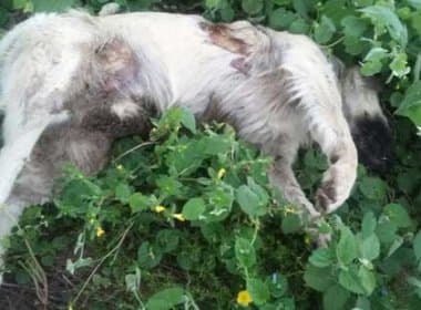 Capim Grosso: Polícia investiga morte de 15 cães por envenenamento