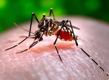 Casos de chikungunya chegam a quase 7 mil em 2015; Feira, Valente e Riachão lideram