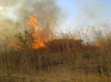 Barra registra maior número de incêndios na Bahia; caça é principal causa de chamas