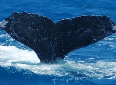 Caravelas: Baleia é reavistada em Abrolhos 15 anos após última aparição
