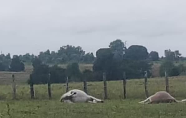 Três animais aparecem mortos após descarga elétrica na zona rural de Porto Seguro
