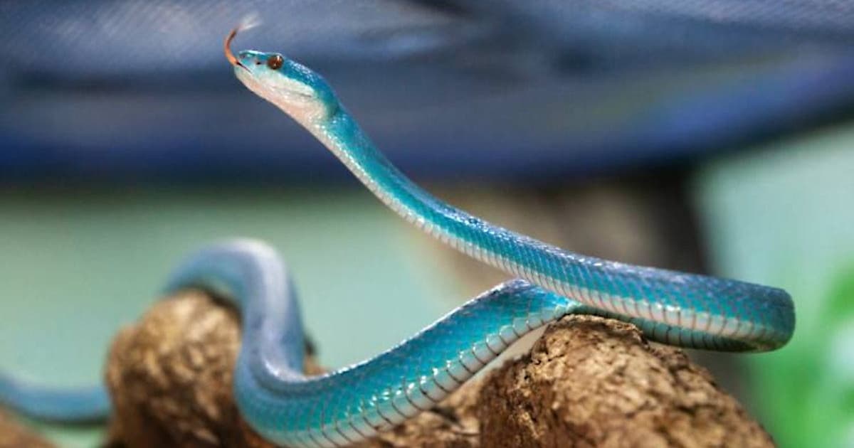 Serpente azul resgatada no Extremo Sul baiano recebe nome em homenagem à Rita Lee