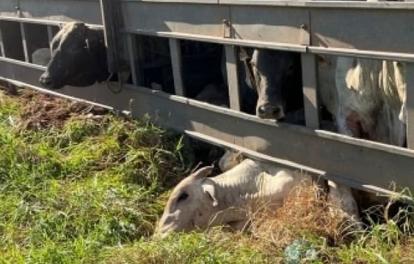 Caminhão boiadeiro tomba e animais morrem em acidente no Extremo Oeste baiano