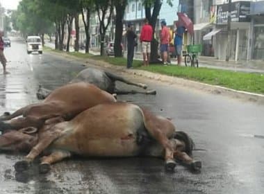 Teixeira de Freitas: Cavalos são encontrados mortos em rua; Polícia investiga crime