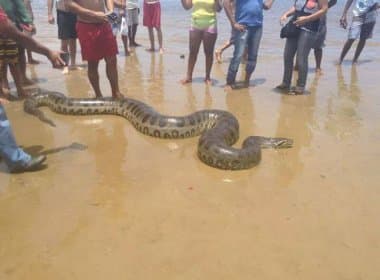 Itacaré: cobra é encontrada em praia