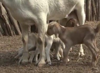 Juazeiro: Cabra surpreende e tem 5 filhotes de uma só vez