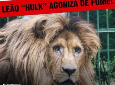 Itapetinga: Marcell Moraes acusa prefeitura de deixar leão sem comida