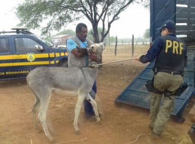PRF recolhe jegues e cavalos soltos nas rodovias federais da Bahia 