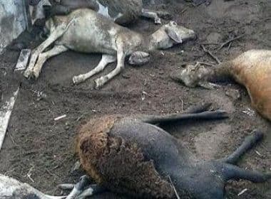 Morte de animais assusta moradores da zona rural de Feira