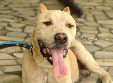 Feira: Pitbull é resgatado em 1ª mandado em defesa de animal na BA