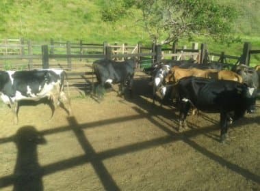 Maiquinique: Polícia prende homem e resgata gado furtado avaliado em R$ 50 mil 