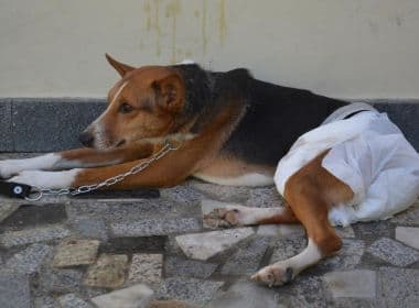 Conquista: Cachorro é vítima de estupro e voluntários fazem campanha para tratamento
