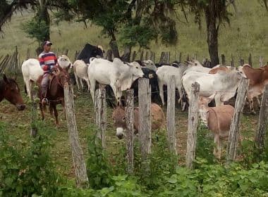Polícia Civil encontra 84 das 150 cabeças de gado furtadas em Itaju do Colônia