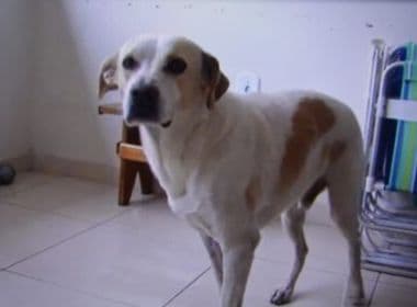 Conquista: Menino atacado por rotweiller é salvo por cachorro vira-lata  