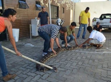 Cobra de seis metros é encontrada dentro de casa em Lauro de Freitas