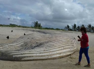 Alcobaça: Baleia de 10 metros é encontrada morta em praia 