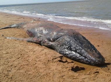 Caravelas: Baleia jubarte é achada morta; caso com espécie é o 2º em quatro dias