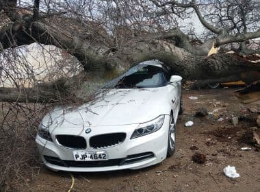 BMW e outros dois veículos são danificados após queda de árvore em Jacobina