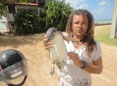 Pinguins são encontrados na Ilha de Itaparica; aves devem ser da Patagônia, diz Ibama