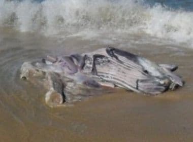 Cabrália: Pescadores retiram carne de Jubarte morta; consumo pode trazer risco à saúde