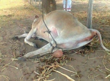 Vaca é violentada e morta na zona rural de Cruz das Almas